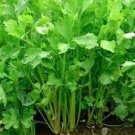 Chinese Celery Seeds 1000+ Apium Graveolens Vegetable Non Gmo Us Fresh Garden