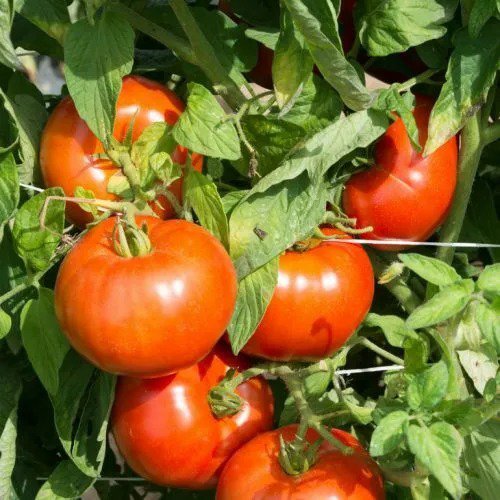 Rutgers Tomato Seeds 50 Ct Vegetable Heirloom Non Gmo Fresh Garden