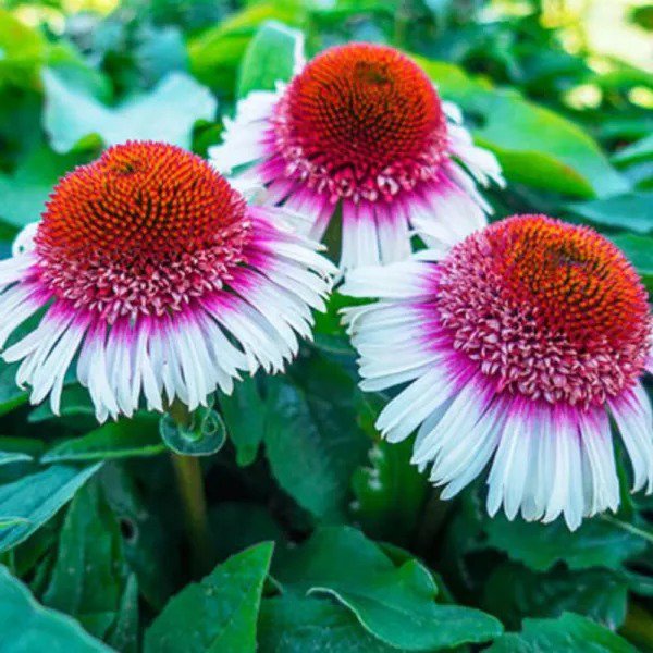 50 Delicious Candy Coneflower Seeds - Echinacea Perennial Flower Seeds For Easy Outdoor Gardening
