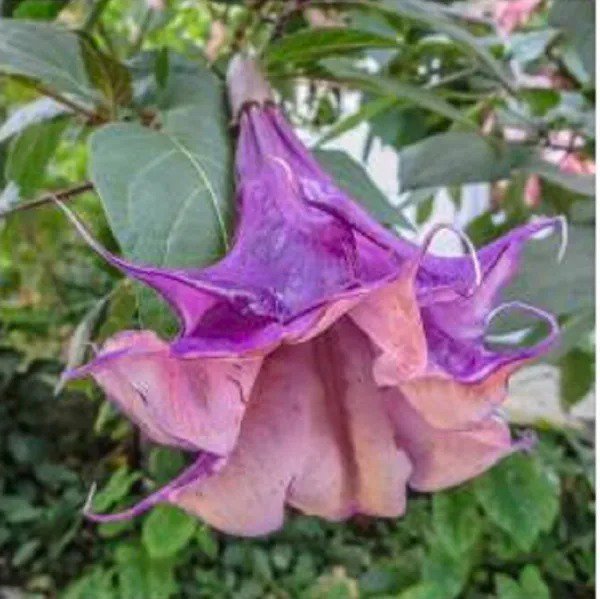 10 Sandra Cansa Angel Trumpet Seeds Flowers Seed Flower Brugmansia ...