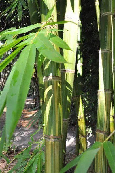 50 Huang Zhu Bamboo Seeds Privacy ClimbingClumping Shade Screen 769 Fresh