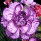 100 Bi Color Purple Carnation Seeds Dianthus Flowers Seed Flower 1044 Fresh