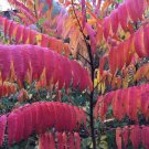 Staghorn Sumac Rhus Typhina300 Seeds Bulk Fresh