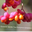 European Spindle Tree Euonymus Europaeus 10 Seeds Fresh
