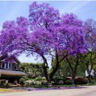 Royal Paulownia Tomentosa 3000 eeds Fastest Growing Tree In The World Fresh