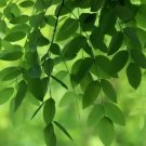 Sophora Japonica40 Seeds Japanese Pagoda Tree Or Chinese Scholar Tree Fresh