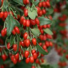 Gojiberry 400 Seeds Cleaned Out Of Pods WolfberryLycium Barbarum Fresh