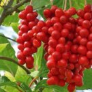 Chinese Magnolia Vine Schisandra Chinensis Seeds Edible Fruit Hardy Fresh