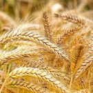 200 Seeds Of Barley High Germination Rate HeirloomnonGmoSeeds Fresh