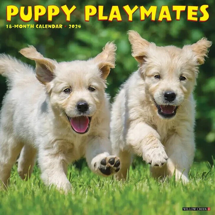 Willow Creek Puppy Playmates 2024 12 X 12 Wall Calendar W   64fb091d4e29c 617353b 