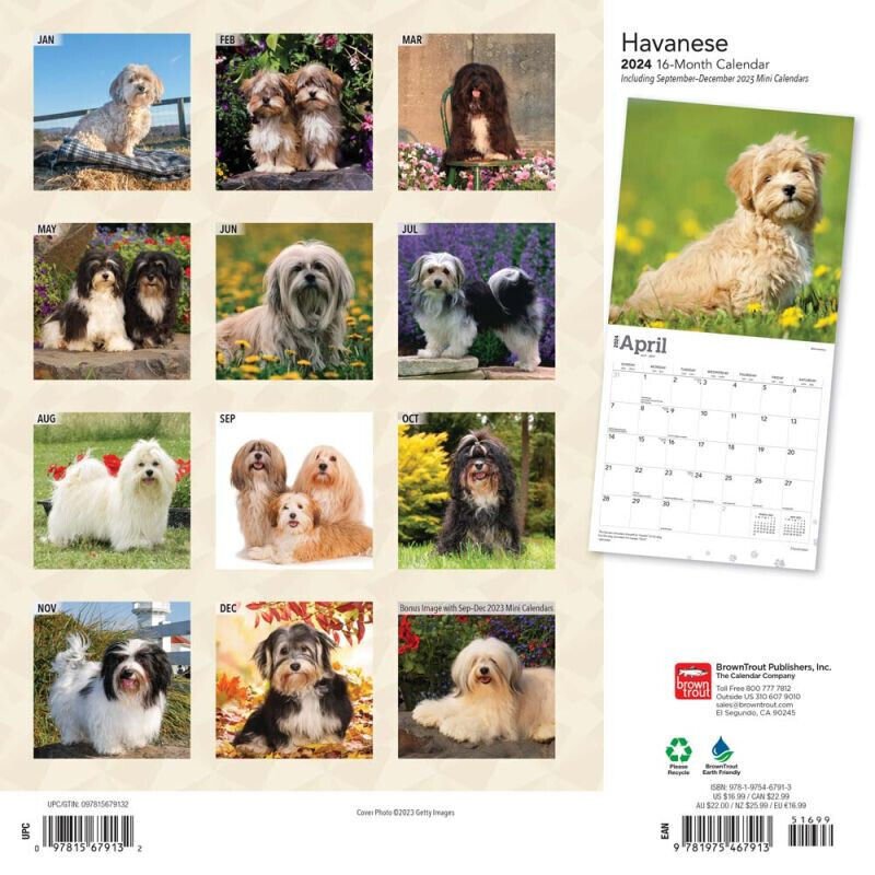 Browntrout Havanese 2024 12 x 12 Wall Calendar w