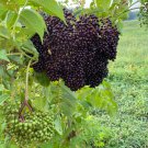 Elderberry (Sambucus Canadensis) in a Quart Pot 6-12" Tall