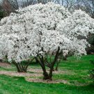 Star Magnolia Shrub Magnolia Stellata 6-12" Tall in a 4" Pot