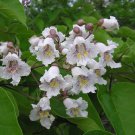 1 Catalpa Tree 12-18" in Height in a 1 Quart Pot