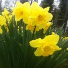 25 Wild Daffodil Bulbs Lent Lily Narcissus Pseudonarcissus