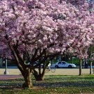Saucer Magnolia Soulangeana 12-18" Tall in 1 Gallon Pot