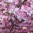 Pink Dogwood Tree 8-12" Tall in a 2.5" Pot