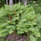 5 Cinnamon Fern Rhizome/Root (Osmundastrum Cinnamomeum)