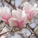 Saucer Magnolia Soulangeana 6-12" in a 2.5" Pot