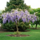 Purple Wisteria 6-12" in Height in a 2.5" Pot