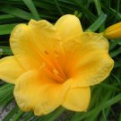 5 Stella De Oro Daylily Fans/Root Systems