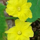 Luffa Acutangula - Angled Loofah - Chinese Okra - Ribbed Gourd 10 Seeds