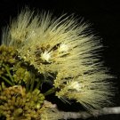 Pseudosamanea Guachapele | Higo Amarillo | White Lara | 10 Seeds