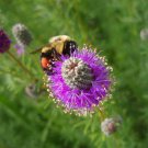 Dalea Purpurea | Purple Violet Prairie Clover | 200 Seeds