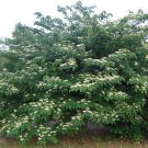 Cornus Alternifolia | Green Osier | Alternate Leaf Dogwood | 5 Seeds