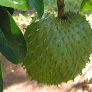 Annona Muricata | Soursop | Dutch Durian | Guanabana | 5 Seeds