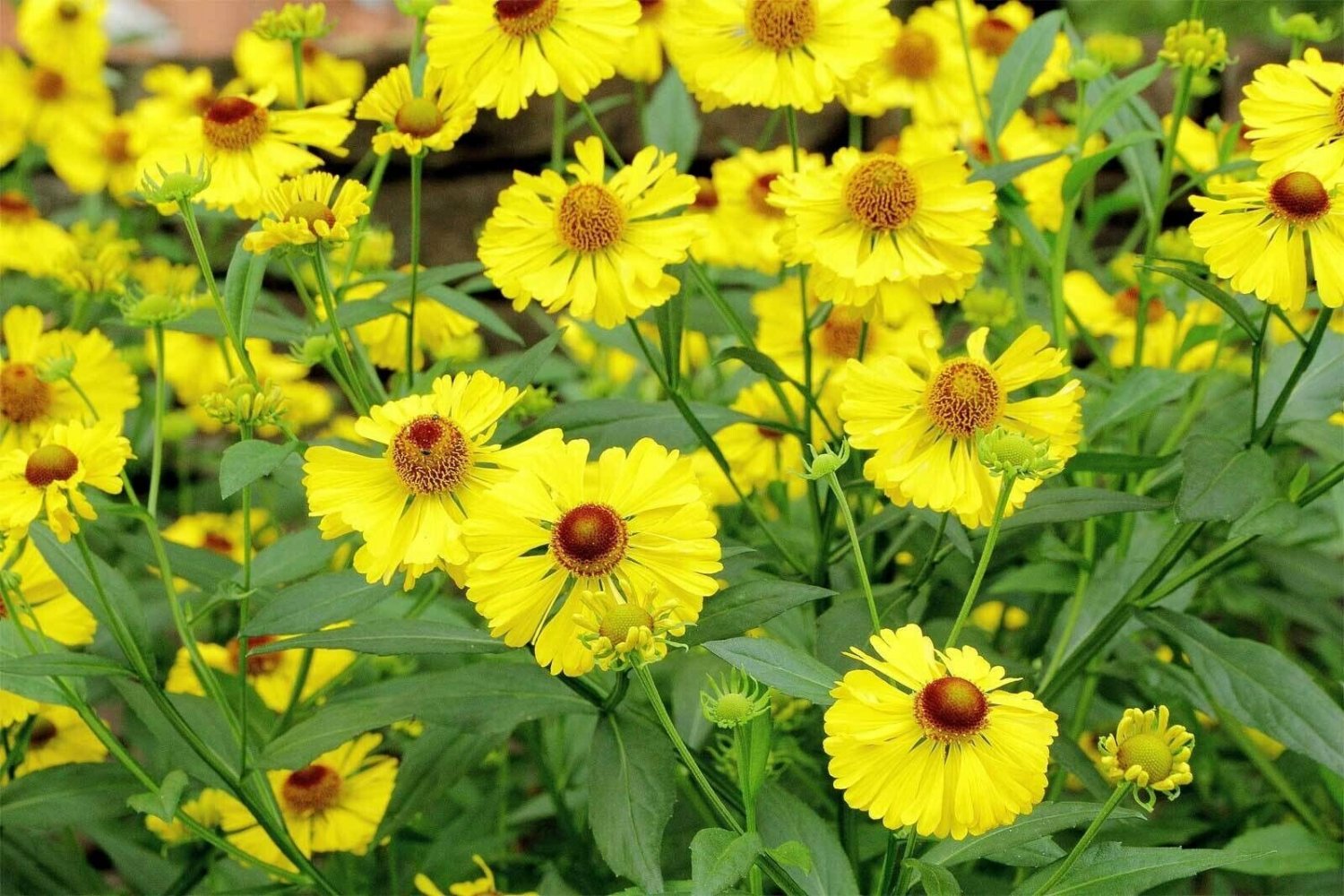 Helenium Autumnale | Helens Flower | Common Sneezeweed | 20 Seeds