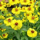 Helenium Autumnale | Helens Flower | Common Sneezeweed | 20 Seeds
