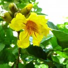 Markhamia Lutea | Nile Trumpet & Tulip | Siala Tree | 20 Seeds