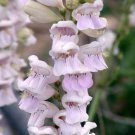 Penstemon Pallidus | Pale Beardtongue | 200 Seeds