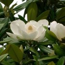 Magnolia Grandiflora | Southern Magnolias | Bull Bay | 10 Seeds