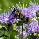 Monarda Media | Purple Bergamot | 200 Seeds