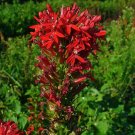 Lobelia Cardinalis | Cardinal Flower | 1000 Seeds