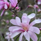 Magnolia X Loebneri | Loebner & Saucer Magnolia | Leonard Messel | 10 Seeds