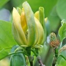 Magnolia Acuminata | Cucumber Tree | 10 Seeds