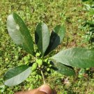 Chionanthus Mala-Elengi | Malabar Fringe Tree | 10 Seeds