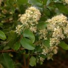 Galpinia Transvaalica | Transvaal Privet | Wild Pride Of India | 10 Seeds Galpinia Transvaalica | Transvaal Privet | Wild Pride Of India | 10 Seeds