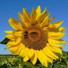 Helianthus Annuus | Common Sunflower | 50 Seeds