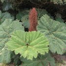 Gunnera Insignis | Poor Mans Parasol & Umbrella | 200 Seeds