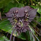 Tacca Chantrieri | Bat Flower | Cats Whiskers | Devil Flower | 20 Seeds