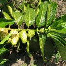 Morinda Citrifolia | Beach & Indian Mulberry | Cheese Fruit | Noni | 20 Seeds