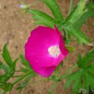 Callirhoe Bushii | Bushs Poppy Mallow | 20 Seeds