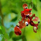 Pithecellobium Dulce | Madras Thorn | Manilla Tamarind | Camachile | 5 Seeds