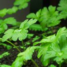 Petroselinum Crispum Var. Neapolitanum | 100 Seeds