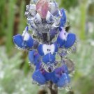 Lupinus Bicolor | Dove & Annual & Miniature & Pigmy-Leaved Lupine | 20 Seeds