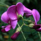 Swainsona Galegifolia | Smooth Darling Pea | 50 Seeds